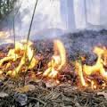 Основной причиной лесных пожаров в Тольятти власти называют поджоги