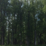 В Тольятти проверили участки леса, где проводились работы по очистке территории от сухостоя и валежника